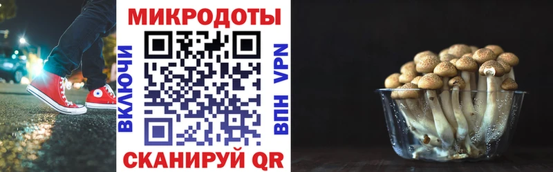 Галлюциногенные грибы Psilocybine cubensis  Купить  Липки 